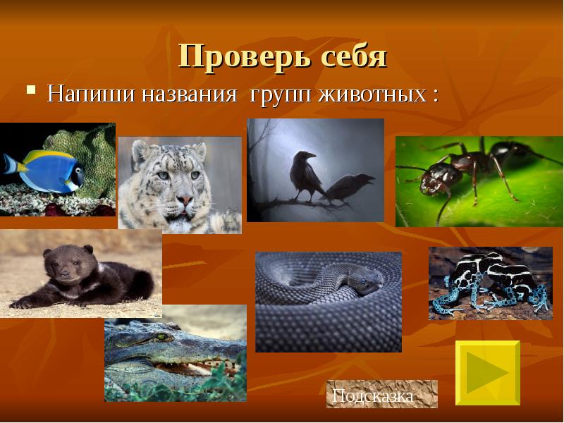 Названия групп животных. Названия сообществ животных. Название группы тема животные. Запиши название групп животных.