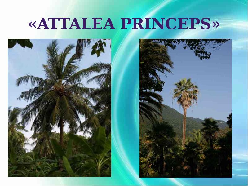 Гаршин attalea princeps план