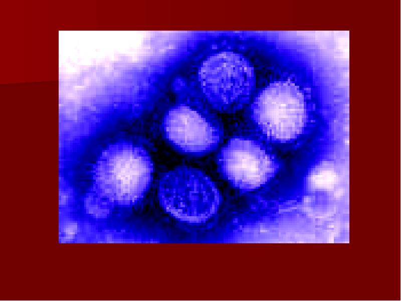 Человеческий грипп вызванный новым подтипом вируса. Вирусы - Таинственная загадки природы",. Подтип h9 гриппа а. Свиной грипп картинки для презентации. Загадочный вирус
