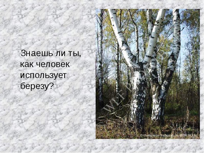 Как называют березу люди. Как используют березу люди. использование березы человеком. как береза используется людьми. что из берез делают люди для школы.