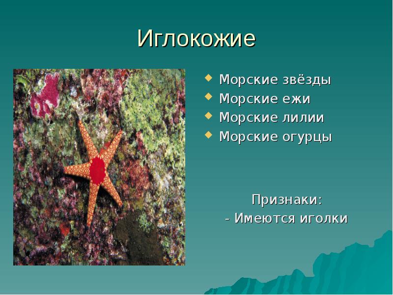 Презентация о морской звезде