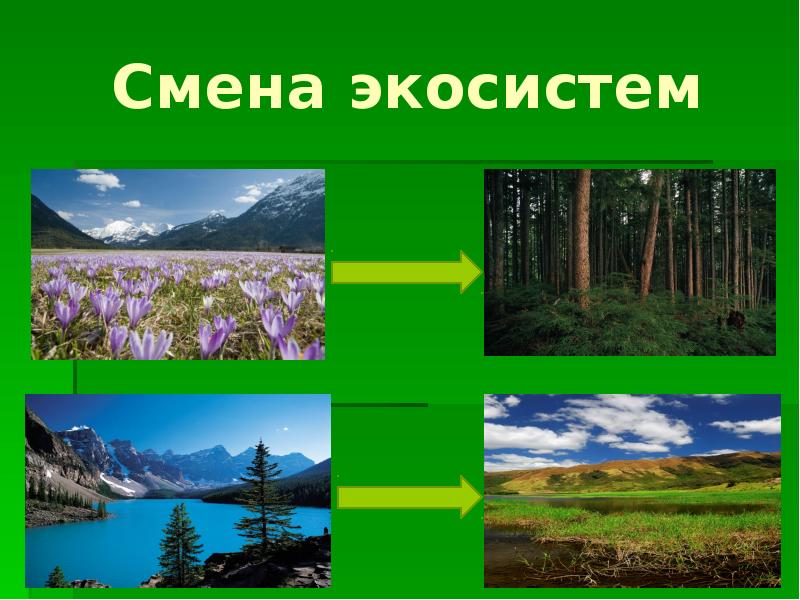 Естественная смена экосистем. Смена экосистем. Изменение экосистемы. Смена биогеоценоза. Изменение в природных экосистемах.