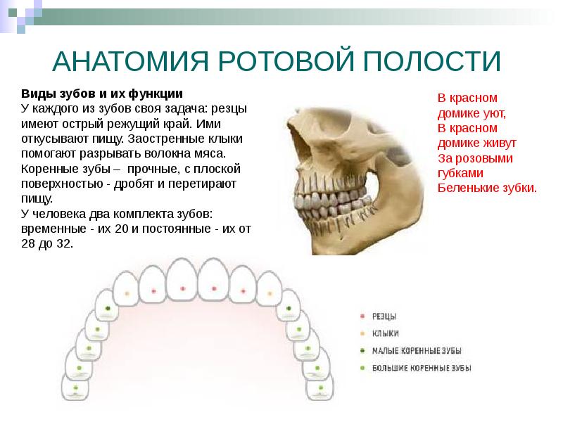 Полость рта зубы. Анатомия ротовой полости и зубов. Типы зубов и их функции. Виды зубов в ротовой полости. Функции зубов в ротовой полости.