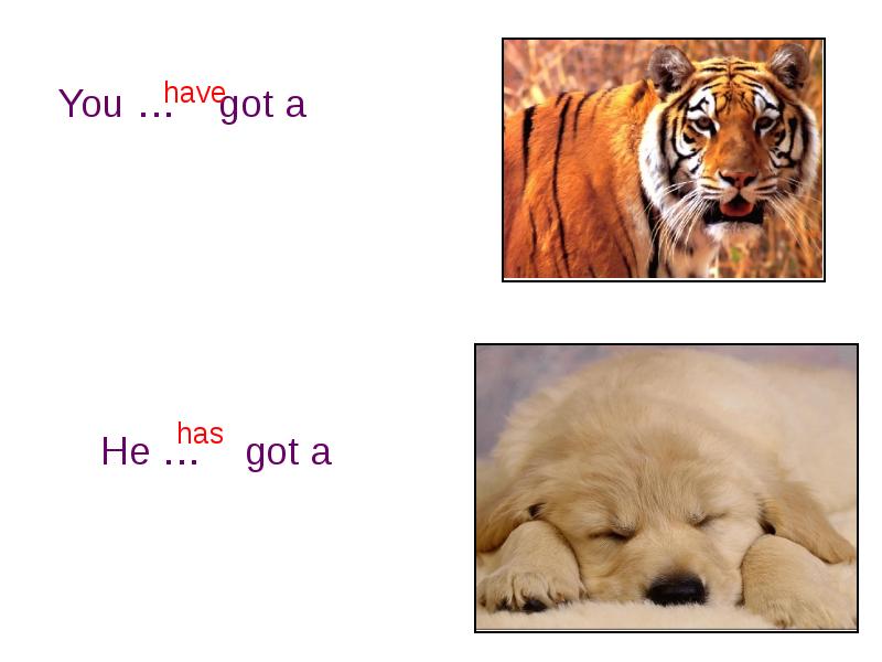 I like cats картинки. рассказ про кошку 3 класс по английскому. My cat стих. Cat idioms. I like my cat стих на англ.