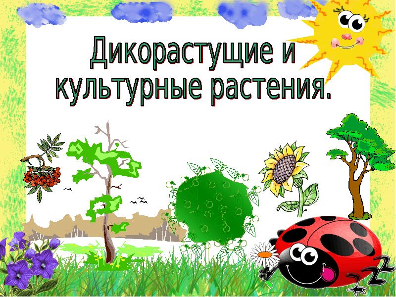 Дикорастущие и культурные растения 2 класс