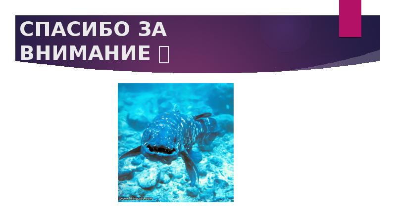 СПАСИБО ЗА ВНИМАНИЕ 