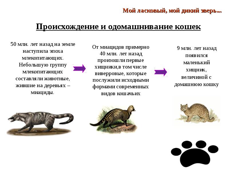 Презентация происхождение животных