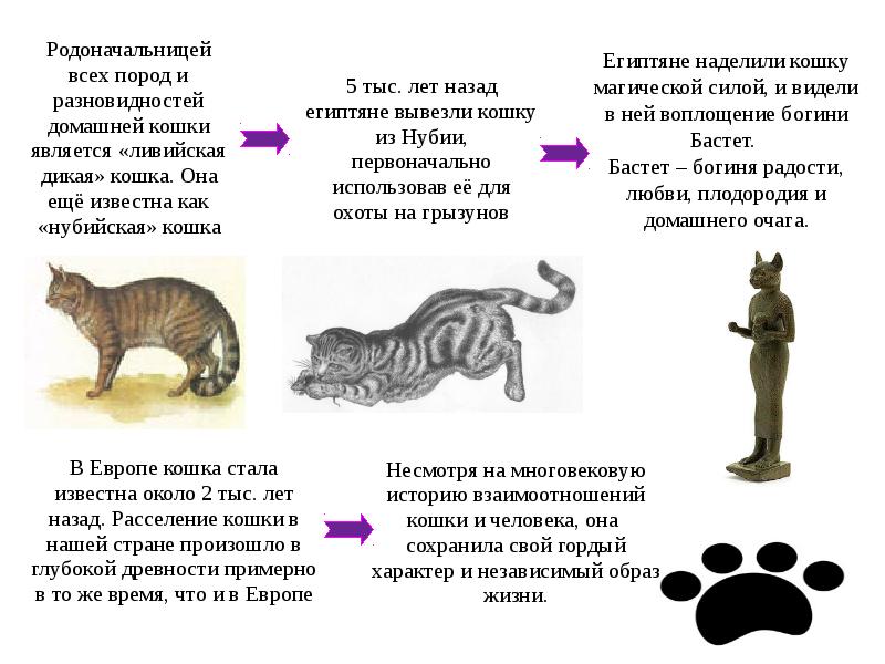 Проект на тему наблюдение за домашней кошкой