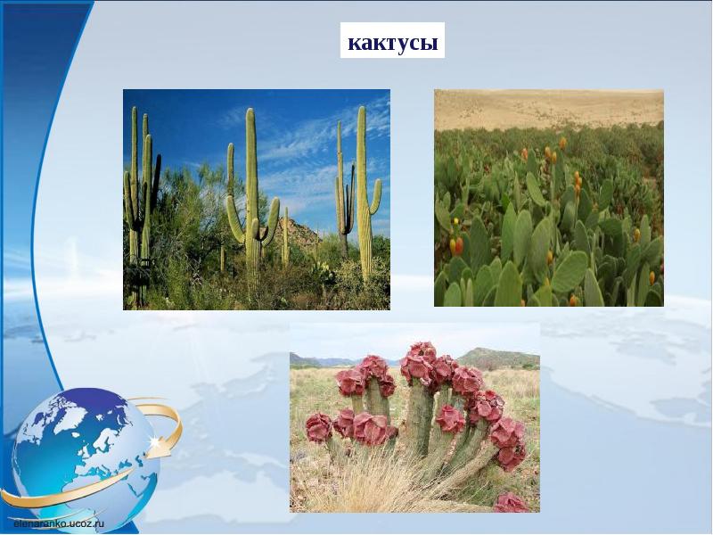 коктебель голицынская тропа. новый свет крым 2021. внутренние плоскогорья кордильер животный мир. новый свет в крыму фото и описание. замок в новом свете новый свет.