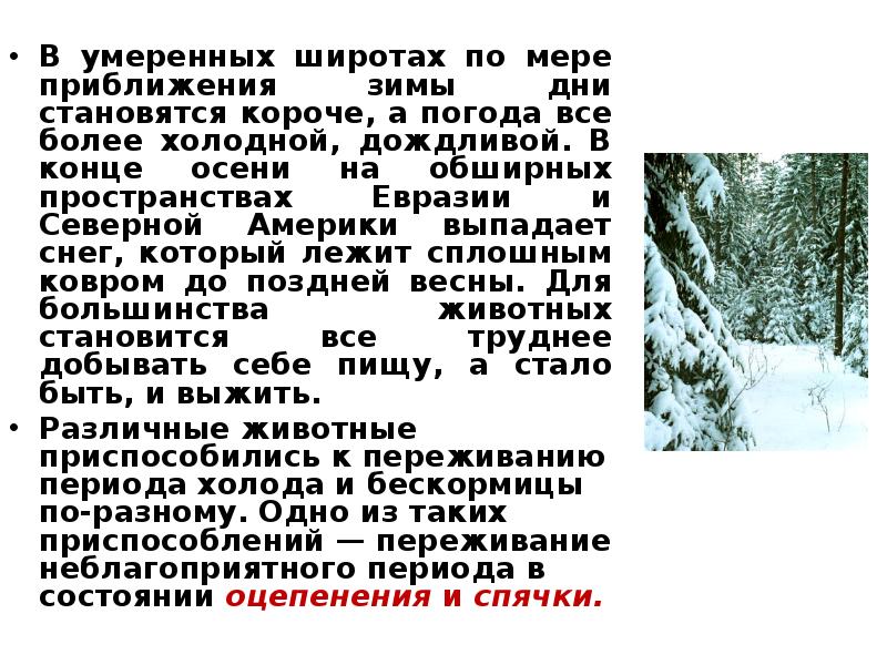 В тайге по мере того как приближались холода оставаться становилось опасно схема