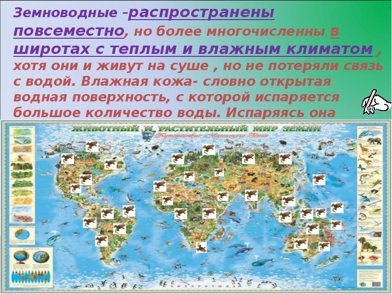 Распространение амфибий. Простейшее которое распространено повсеместно. Распространен повсеместно.