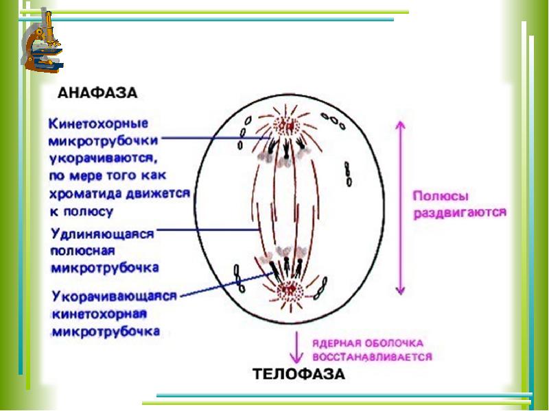 Анафаза митоза рисунок с подписями