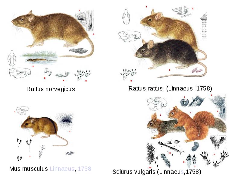 Классификация грызунов схема