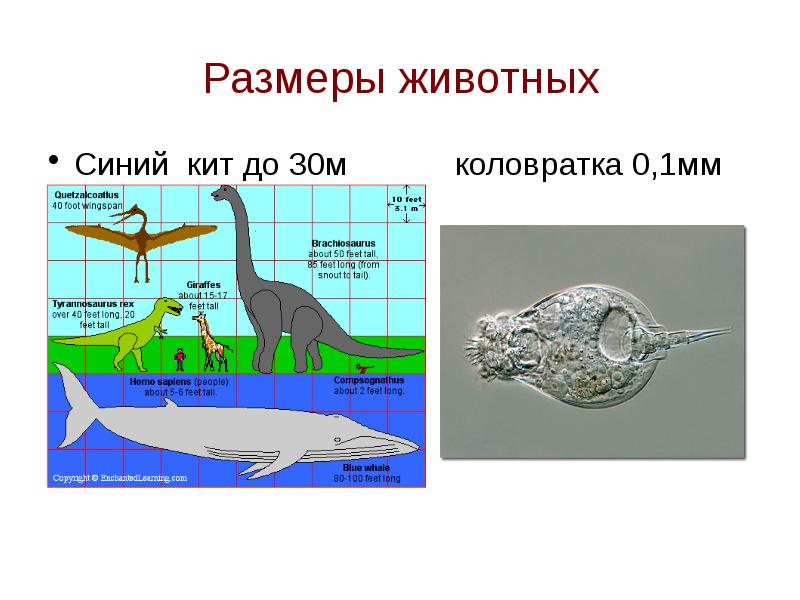 Размеры животных. Сравнение размеров животных. Размеры животных таблица. Сравнительные Размеры животных.