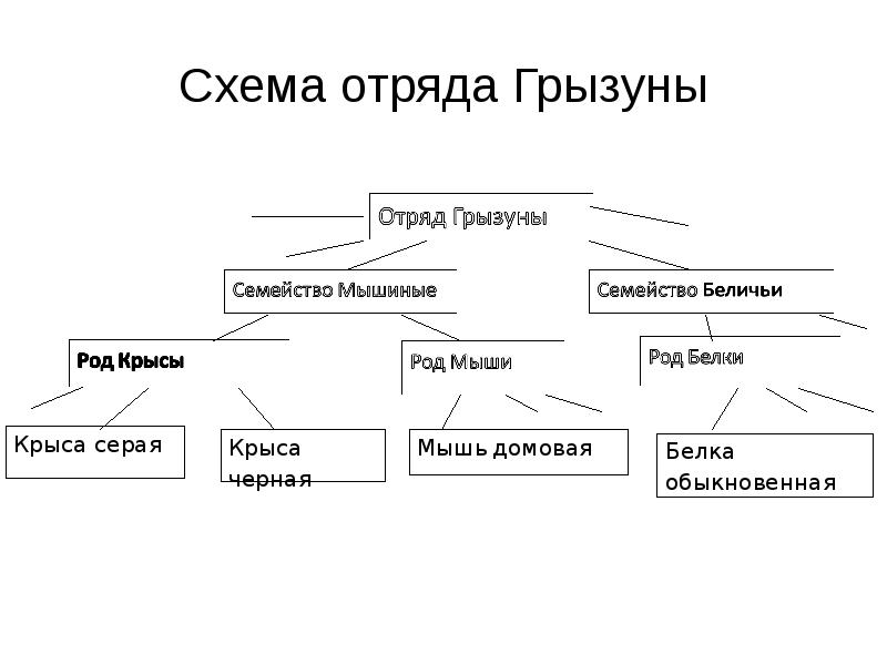 Схема отряда млекопитающих