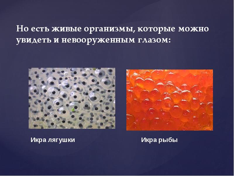 Клетки каких растений можно увидеть невооруженным глазом. Клетки каких растений можно увидеть невооруженным глазом