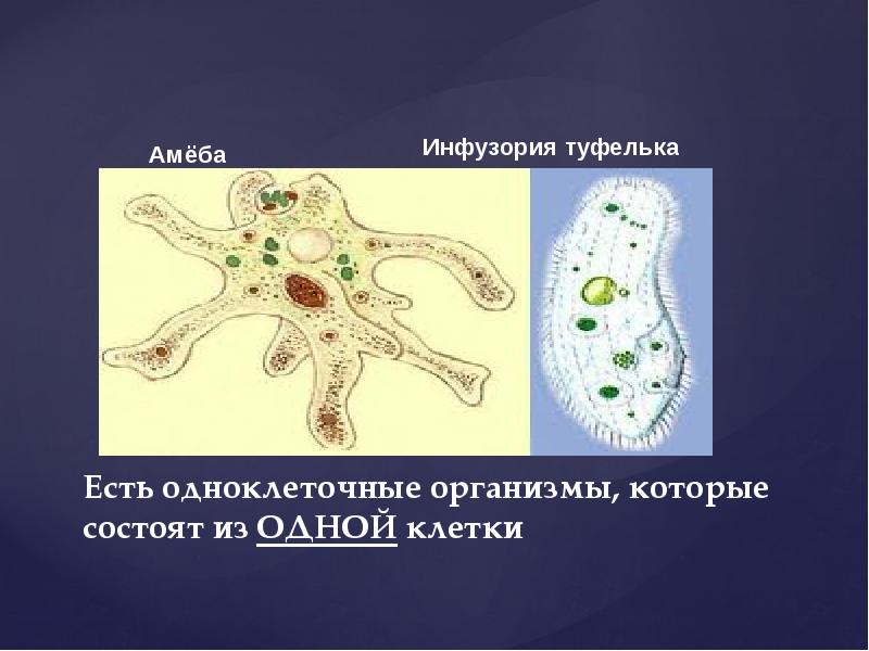 Одноклеточные организмы 5 класс. Инфузория туфелька амеба и одноклеточные организмы. Одноклеточные амеба, туфелька. Функции одноклеточных организмов.