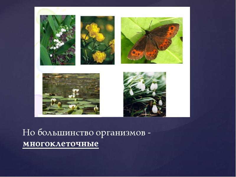 Большинство организмов. Продолжительность жизни многоклеточного организма. Подсолнух многоклеточный организм. Поскилотерными большинство организмов.