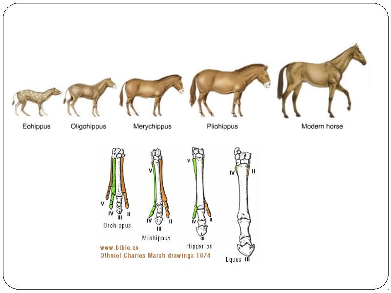 Примеры переходных форм и филогенетических рядов. Эволюция филогенетический ряд лошади. Филогенетический ряд передней конечности лошади. Палеонтологические доказательства эволюции лошади. Филогенетический ряд лошади Ковалевский.