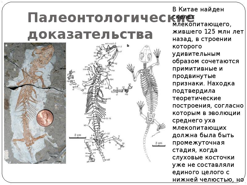 Выбери доказательства эволюции