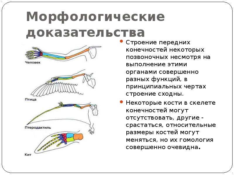 Функции пояса передних конечностей млекопитающих