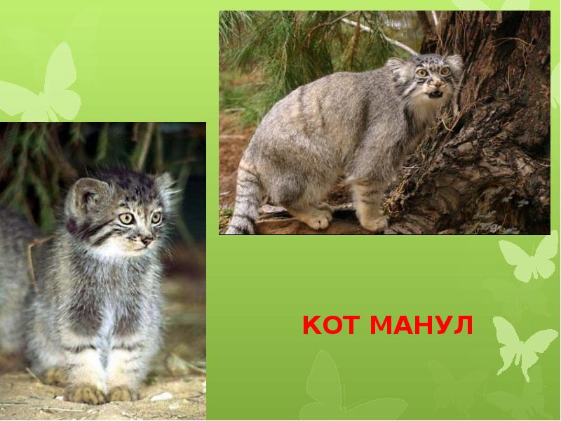 Кот манул презентация