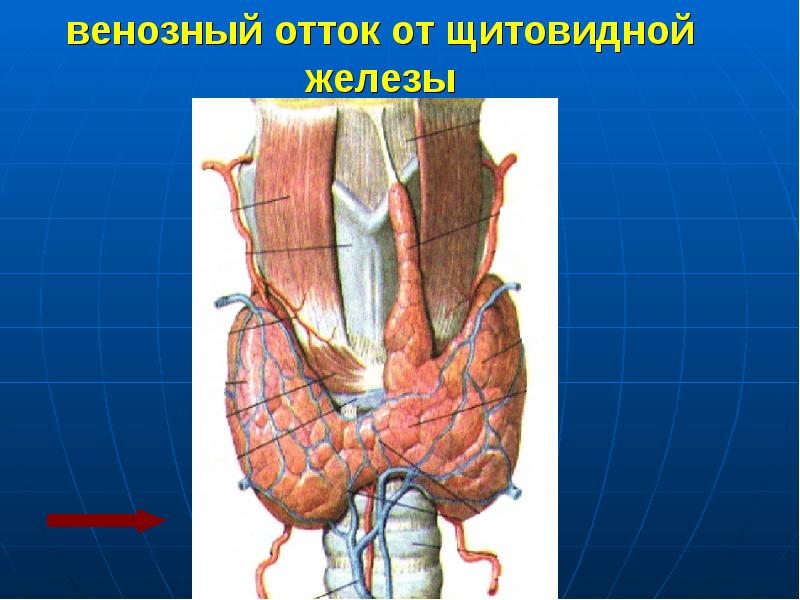 Вены стенок туловища