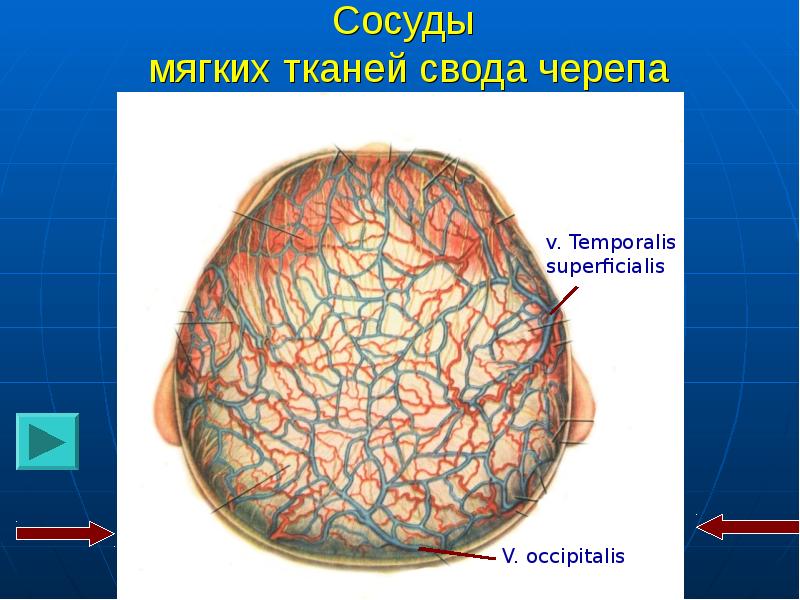 Кровь и лимфа гистология презентация