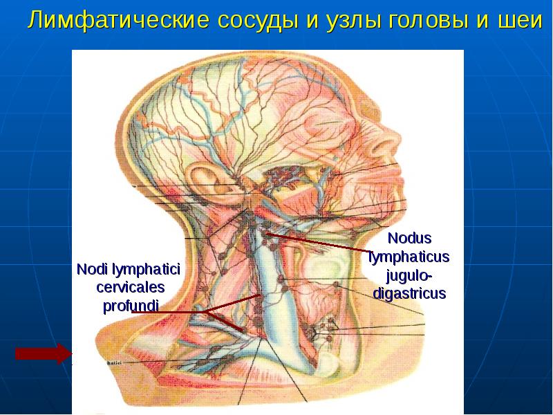 Лимфатические сосуды фото