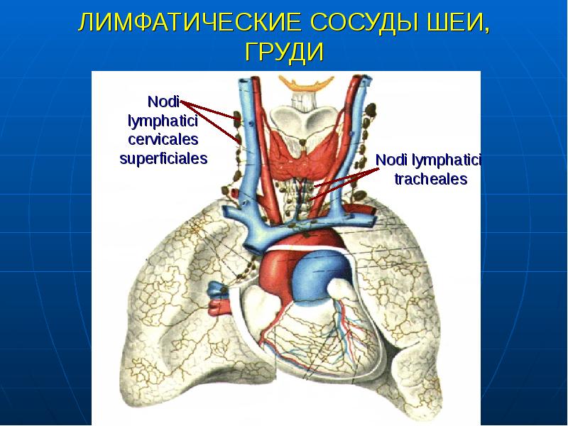 Лимфатические сосуды фото