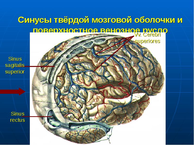 Синусы оболочки головного мозга. Венозные синусы твердой мозговой оболочки. Оболочки мозга. Синусы твердой мозговой оболочки. Твёрдая оболочка головного мозга. Твердая мозговая оболочка.