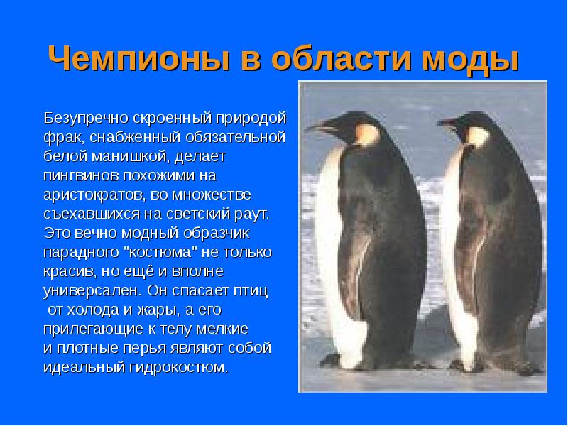 Чемпионы в области моды
Безупречно скроенный природой
фрак, снабженный обязательной Чемпионы в области моды
Безупречно скроенный природой
фрак, снабженный обязательной