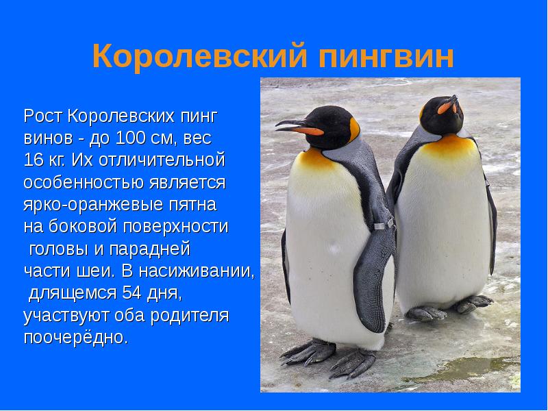 Королевский пингвин
Рост Королевских пинг
винов - до 100 см, вес Королевский пингвин
Рост Королевских пинг
винов - до 100 см, вес