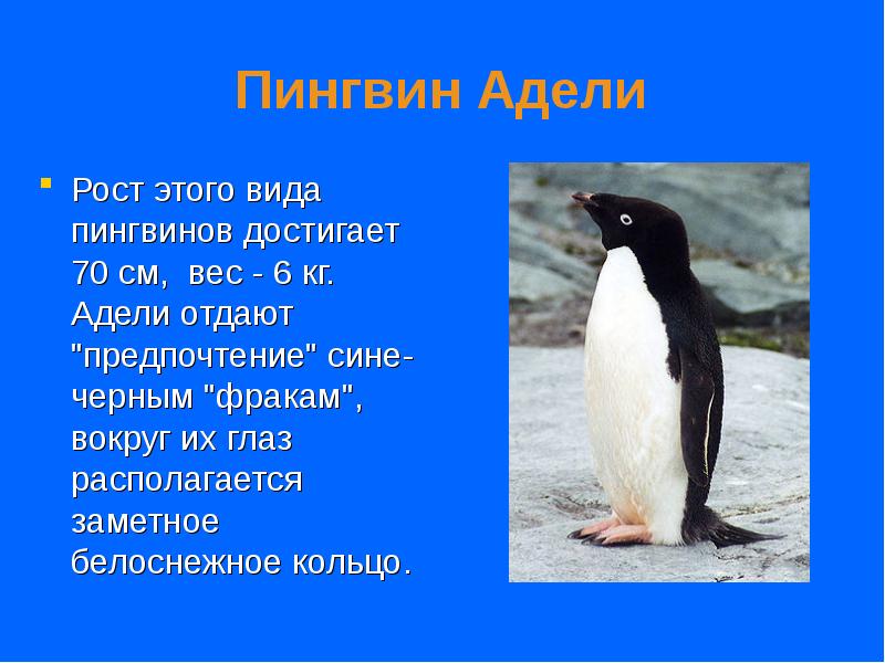 Пингвин Адели
Рост этого вида пингвинов достигает 70 см, вес - Пингвин Адели
Рост этого вида пингвинов достигает 70 см, вес -