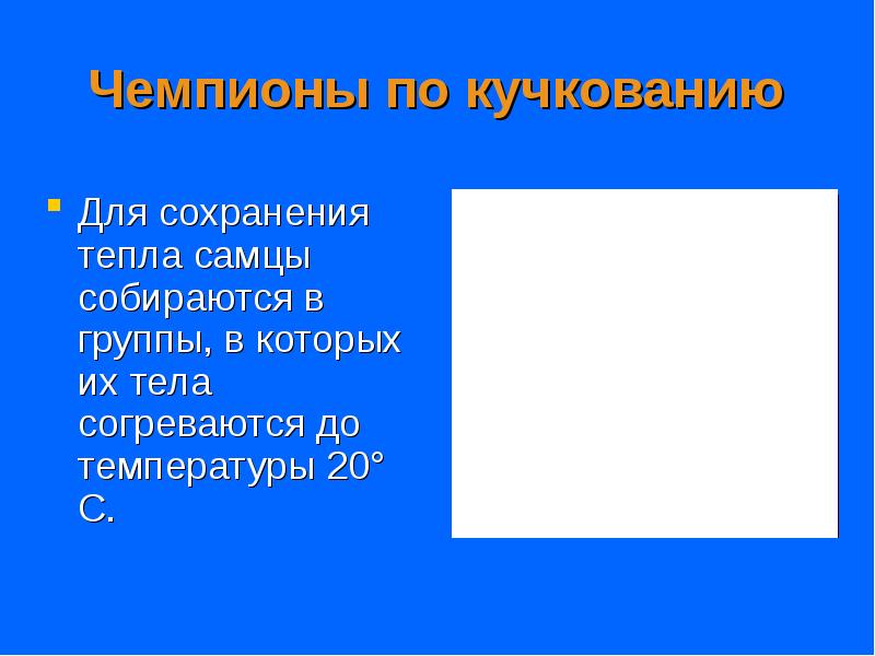 Чемпионы по кучкованию
Для сохранения тепла самцы собираются в группы, в Чемпионы по кучкованию
Для сохранения тепла самцы собираются в группы, в