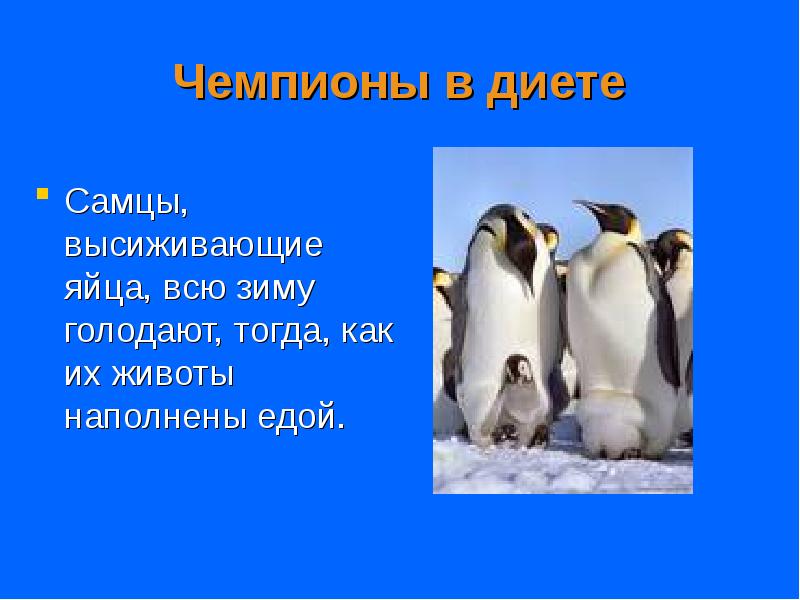 Чемпионы в диете
Самцы, высиживающие яйца, всю зиму голодают, тогда, как Чемпионы в диете
Самцы, высиживающие яйца, всю зиму голодают, тогда, как