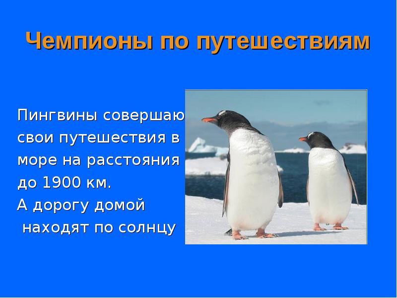 Чемпионы по путешествиям
Пингвины совершают
свои путешествия в
море Чемпионы по путешествиям
Пингвины совершают
свои путешествия в
море