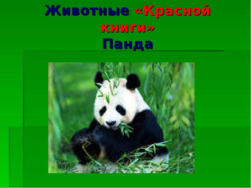 Проект о красной панде из красной книги