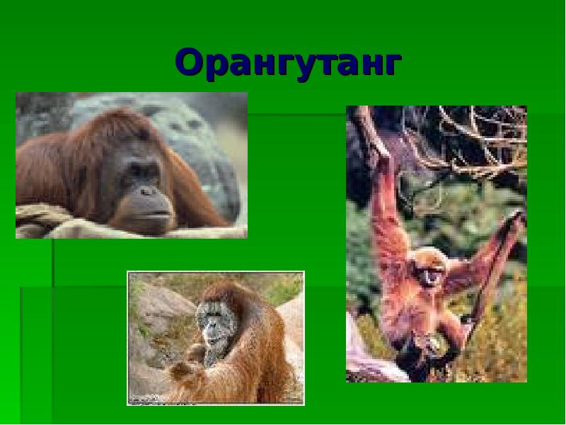 Проект про орангутанга 4 класс