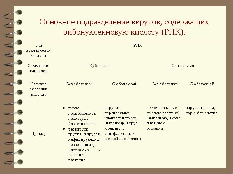 Главное подразделение. РНК подразделения. Докладная работа на тему неклеточные формы жизни вирусы. Какие основные мишени для вирусов.