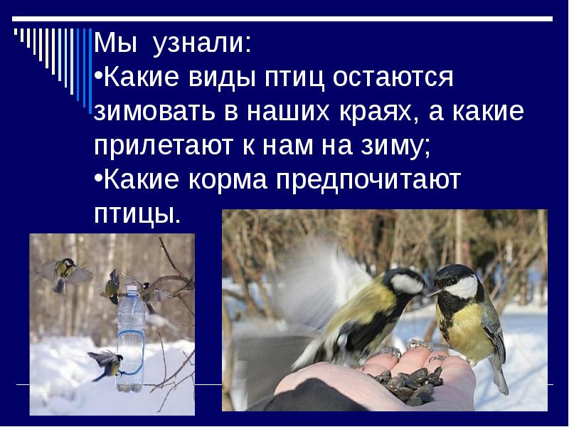 Птицы зимой презентация. Вывод к презентации Покормите птиц зимой. Квест Покорми птиц зимой презентация. Технология Покормите птиц зимой презентация. Доклад как поддержать птиц зимой.