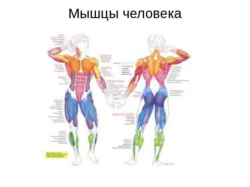 Большие мышцы человека. В теле человека 640 мышц. Мышцы спорт анатомия. Карта мышц человека. Название групп мышц человека.