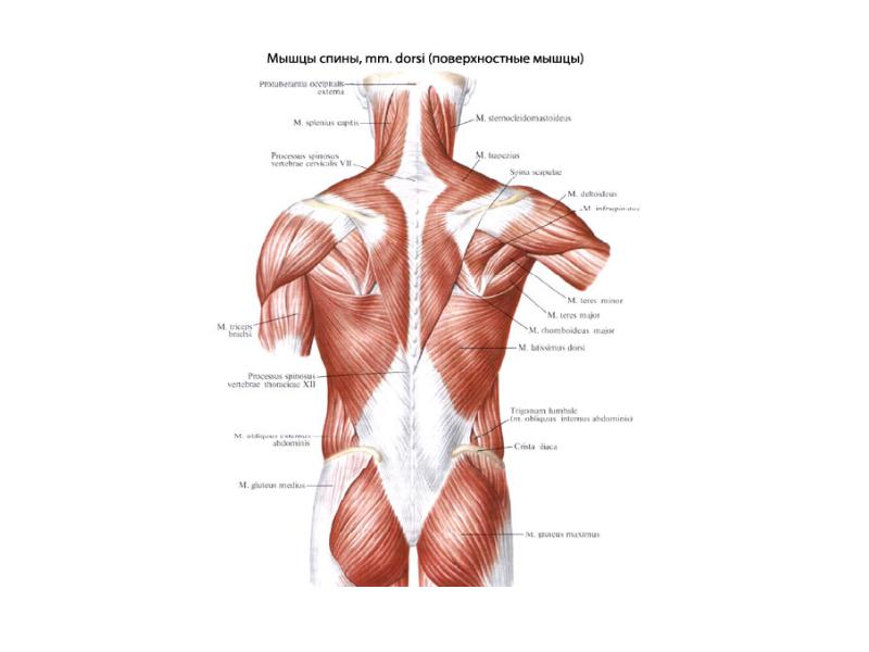 Продольные мышцы рисунок