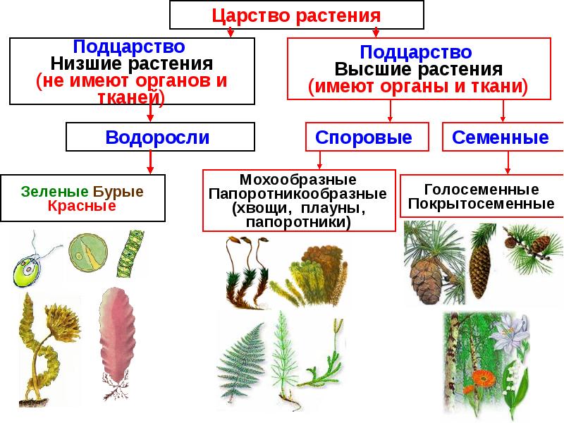 Реферат: Мохообразные