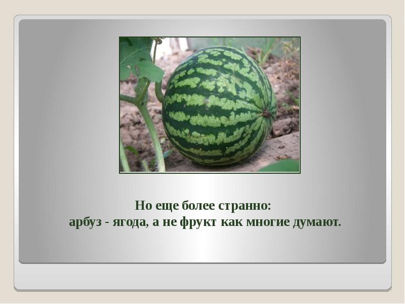 Арбуз это ягода. Арбуз для презентации. Презентация на тему Арбуз. Презентация про Арбуз для дошкольников. Ягода Арбуз презентация.