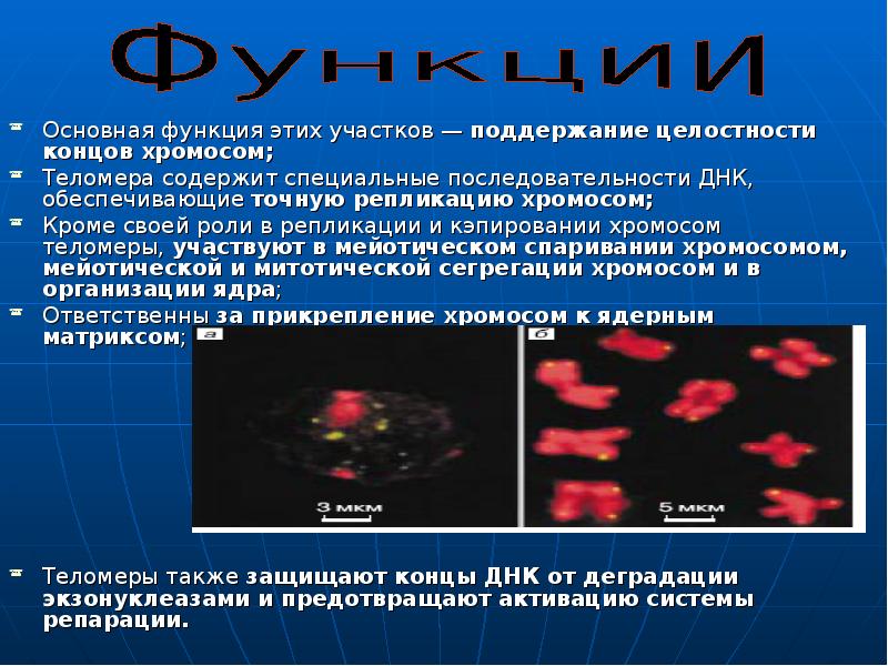 Конец хромосомы. Теломеры хромосом функции. Функции теломерных участков хромосомы. Функции теломер. Теломеры функции.