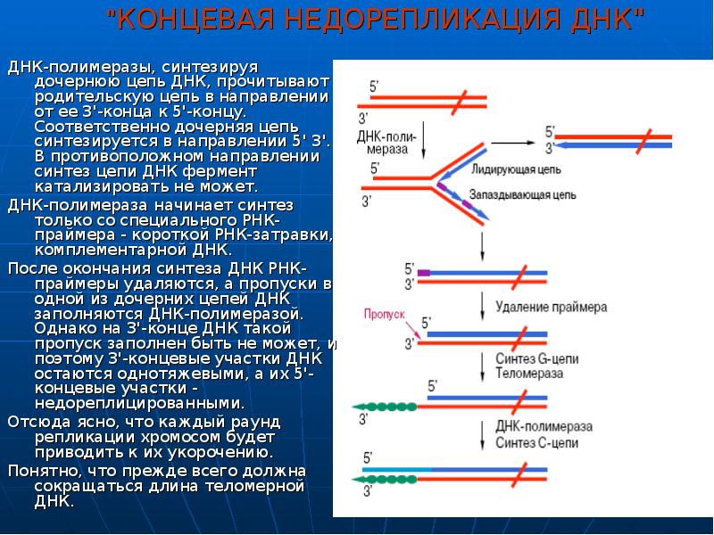 Дочерняя цепь днк