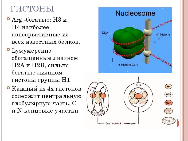 Гистоны эукариот