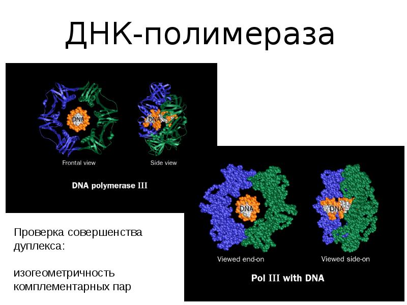 Днк полимеразой. Строение ДНК полимеразы 3. ДНК полимераза эукариот строение. ДНК полимераза Альфа. ДНК полимеразы эукариот функции.