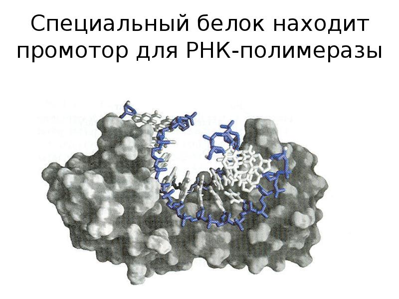 Промотор рнк полимеразы 2. Специальные белки. Особые белки. Особый белок EPF.